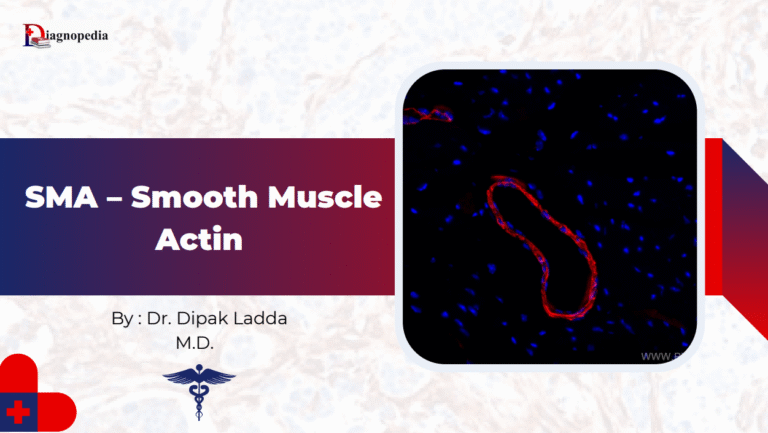 Smooth Muscle Actin (SMA)