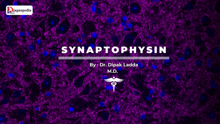 Synaptophysin (SYP)