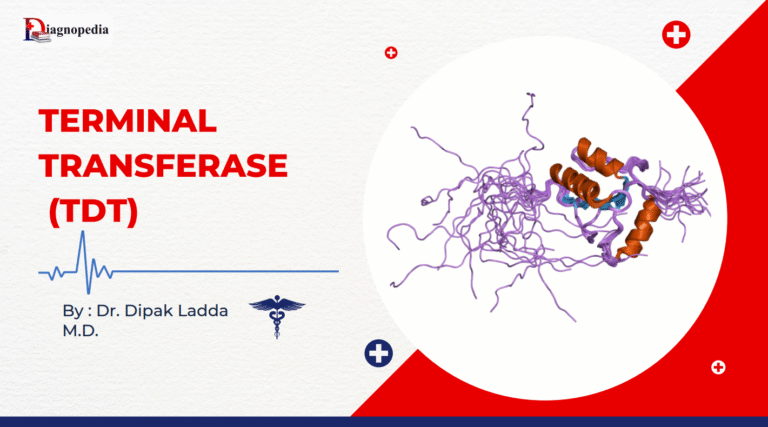 Terminal deoxynucleotidyl transferase (TdT)