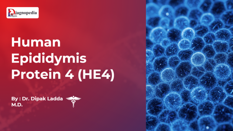Human Epididymis Protein 4 (HE4)